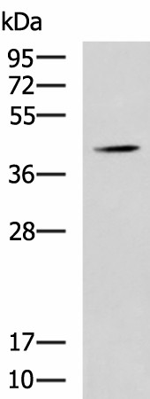 Western blot analysis of Mouse liver tissue lysate  using SPI1 Polyclonal Antibody at dilution of 1:1600