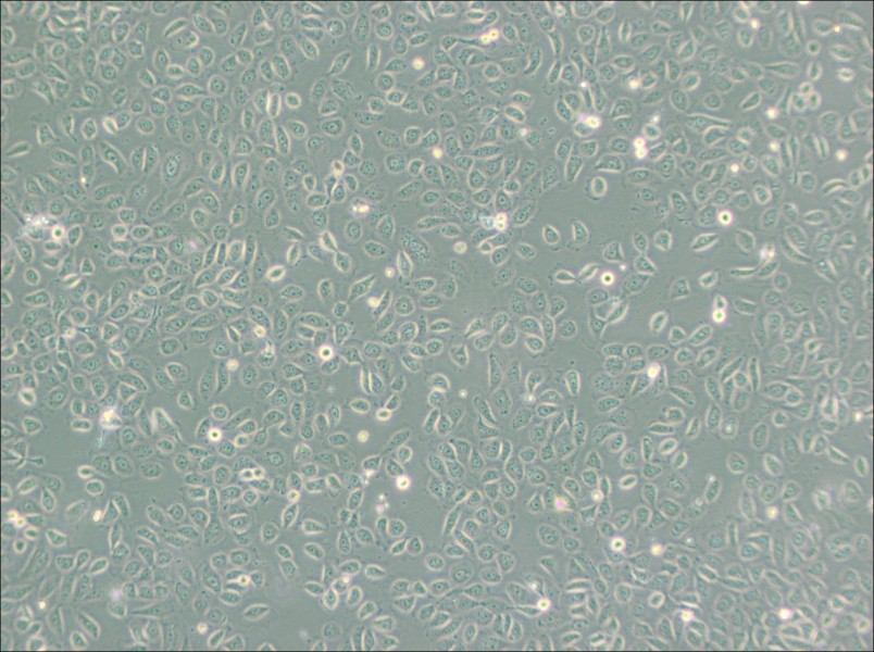 5637 Cell Complete Medium-searchlist-1