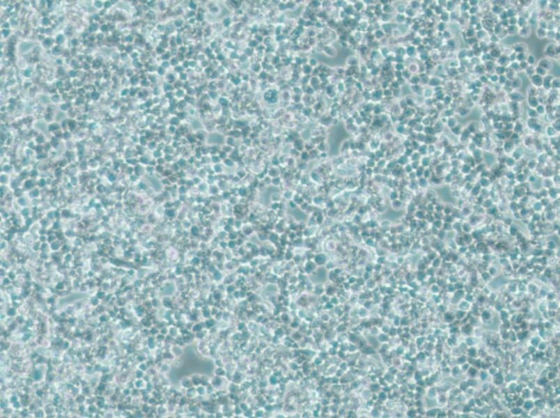 alpha TC1 clone 6 Cell Complete Mediumalpha TC1 clone 6 Cell Complete Medium - 2