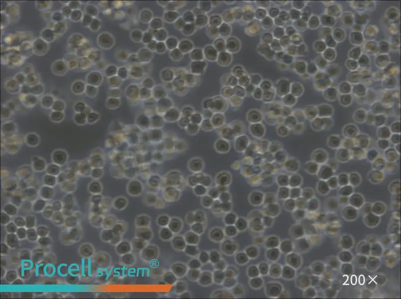 A20 Cell Complete Medium - 6