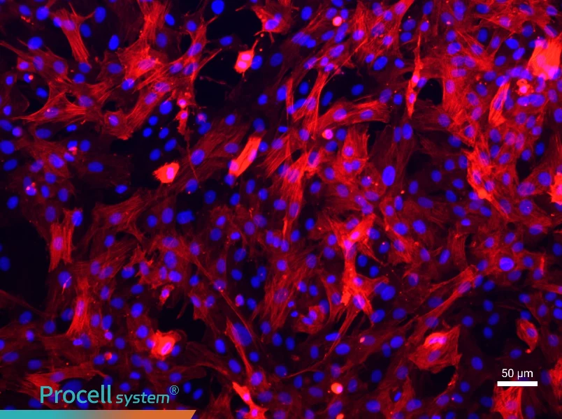 Rat Aortic Smooth Muscle Cell Complete MediumRat Aortic Smooth Muscle Cell Complete Medium - 2