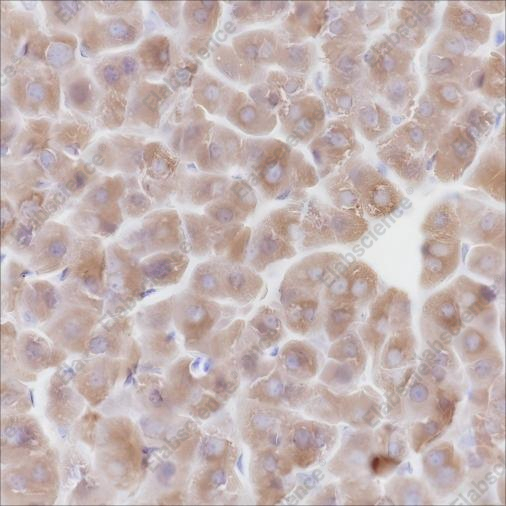 Recombinant ALDH1L1 Monoclonal Antibody - 3