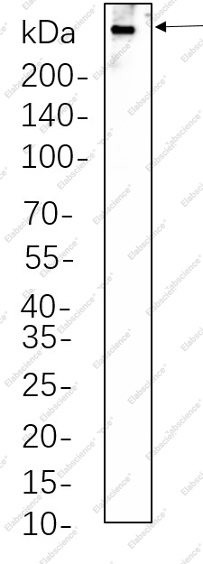 Recombinant Dystrophin Monoclonal Antibody - 1