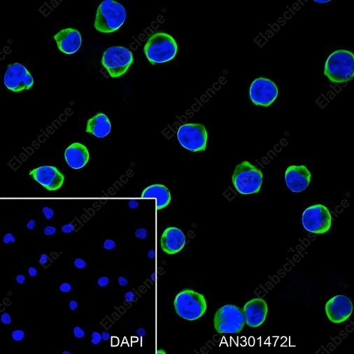 Recombinant CD25 Monoclonal Antibody - 1