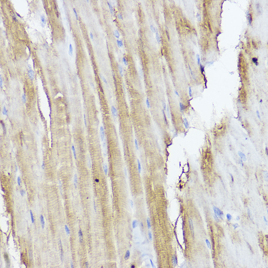 Immunohistochemistry of paraffin-embedded mouse heart using STAT2 Polyclonal Antibody at dilution of 1:50 (40x lens).Perform high pressure antigen retrieval with 10 mM citrate buffer pH 6.0 before commencing with IHC staining protocol.