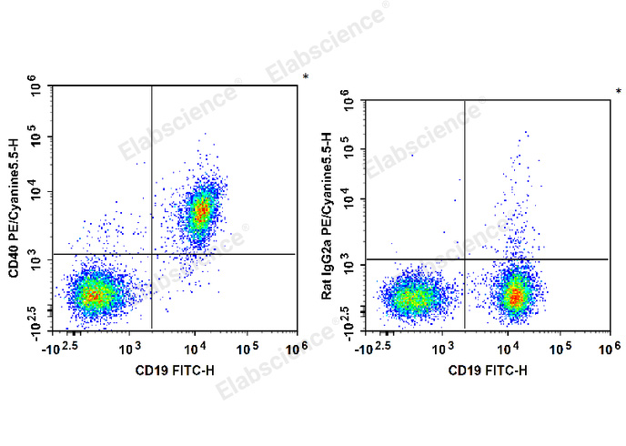 C57BL/6 murine splenocytes are stained with FITC Anti-Mouse CD19 Antibody and PE/Cyanine5.5 Anti-Mouse CD40 Antibody (Left). Splenocytes are stained with FITC Anti-Mouse CD19 Antibody and PE/Cyanine5.5 Rat IgG2a, κ Isotype Control (Right).