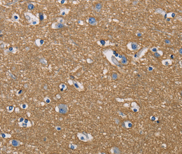 GPM6A Polyclonal Antibody - 2