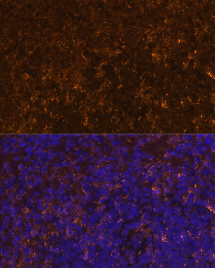 Immunofluorescence analysis of Mouse spleen using KLRC4 Polyclonal Antibody at dilution of  1:100 (40x lens). Blue: DAPI for nuclear staining.