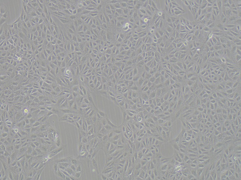 CV-1 Cell Complete Medium - 3