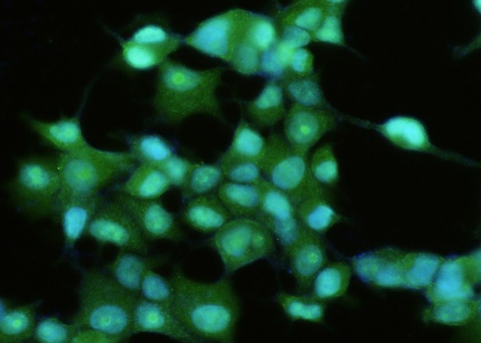 Recombinant FABP6/ILBP/I-BABP Monoclonal Antibody - small - 2