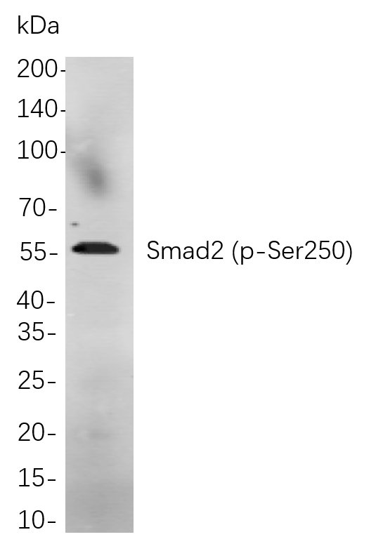 Recombinant Phospho-Smad2 (Ser250) Monoclonal Antibody-searchlist-1