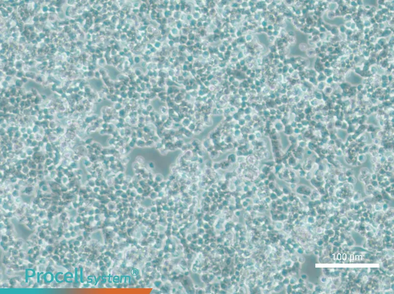 alpha TC1 clone 6 Cell Complete Mediumalpha TC1 clone 6 Cell Complete Medium - 3