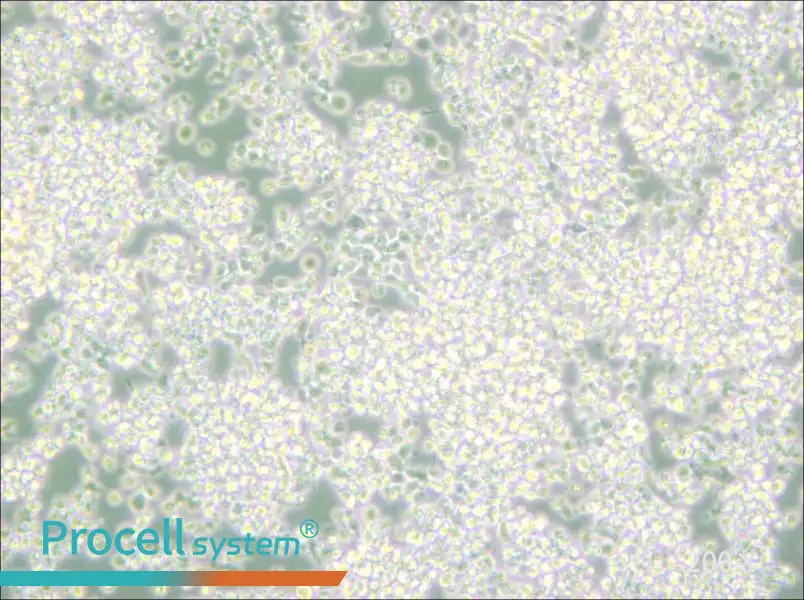 EL-4-B5 Cell Complete Medium - small - 6