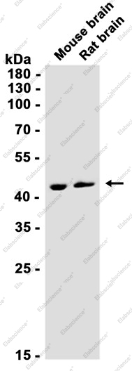 Recombinant Tissue Factor Monoclonal Antibody - 1
