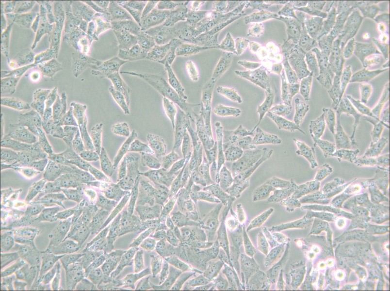 UM-UC-3 Cell Complete Medium - small - 5