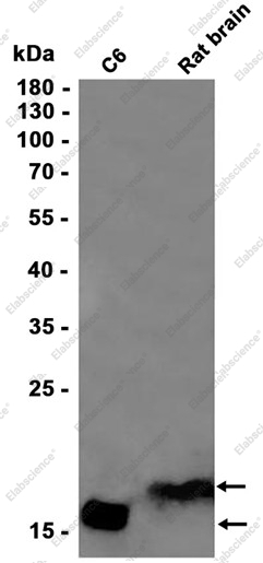 Recombinant PTN Monoclonal Antibody - 1