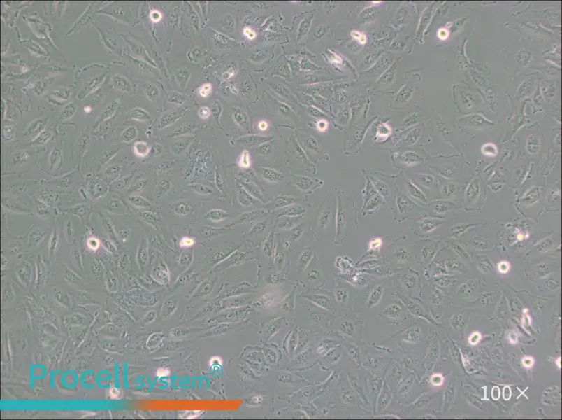 Daoy Cell Complete Medium - 3