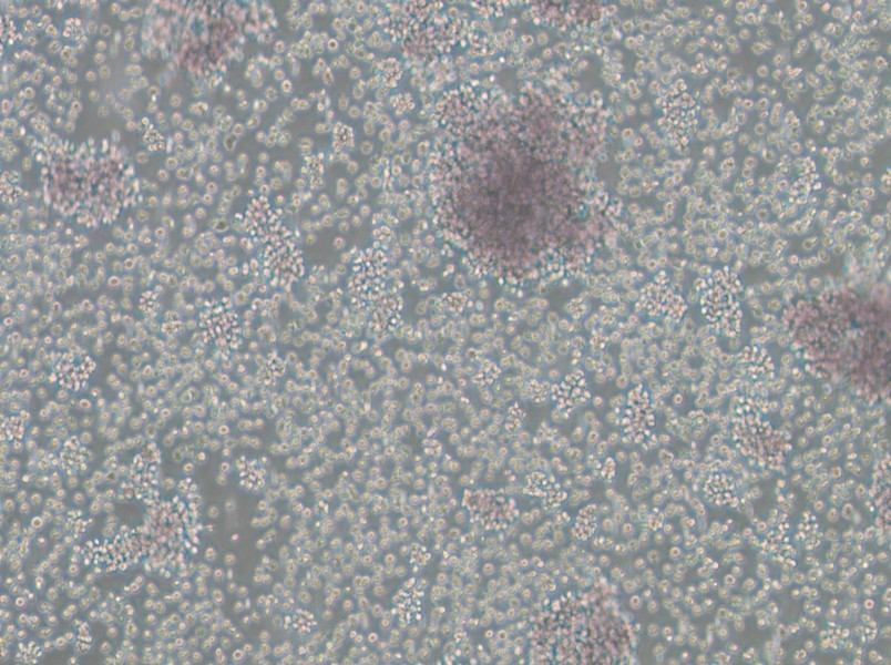 Granta-519 Cell Complete MediumGranta-519 Cell Complete Medium - 2