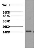 Western Blot analysis of Human serum using TTR Monoclonal Antibody at dilution of 1:2000.