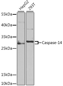 Western blot analysis of extracts of various cell lines using Caspase-14 Polyclonal Antibody at 1:1000 dilution.