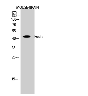 Western Blot analysis of Mouse brain using CXCR4 Polyclonal Antibody at dilution of 1:1000.