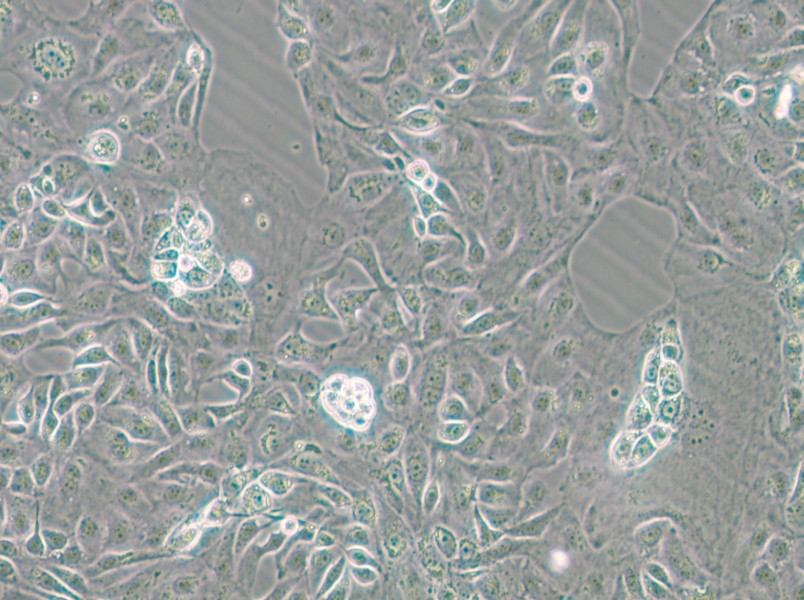 Kuramochi Cell Complete Medium - 5