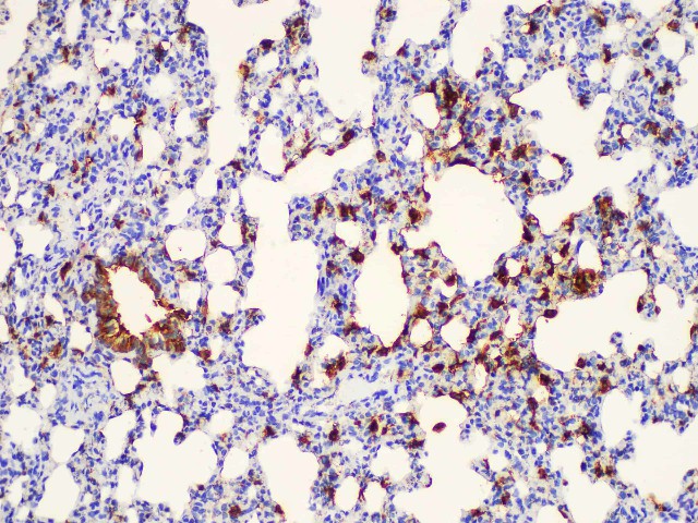 Immunohistochemistry of paraffin-embedded Rat lung using LGALS3 Polycloanl Antibody at dilution of 1:200