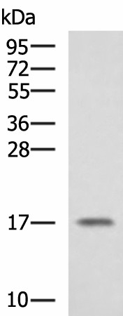 Western blot analysis of A375 cell lysate  using SRP14 Polyclonal Antibody at dilution of 1:1350