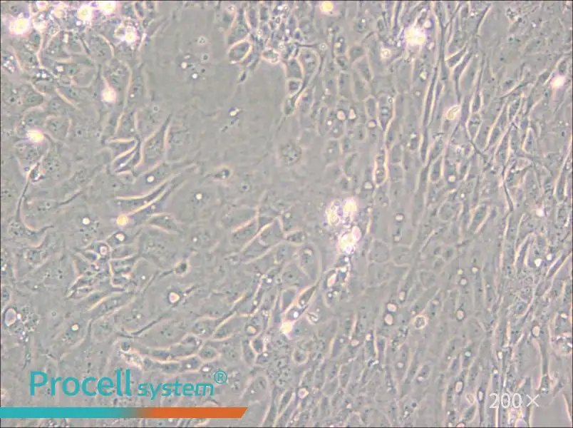 Pt K1 [NBL-3] Cell Complete Medium - small - 5