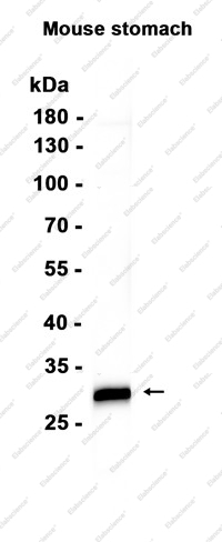 Recombinant SCGN Monoclonal Antibody - 1