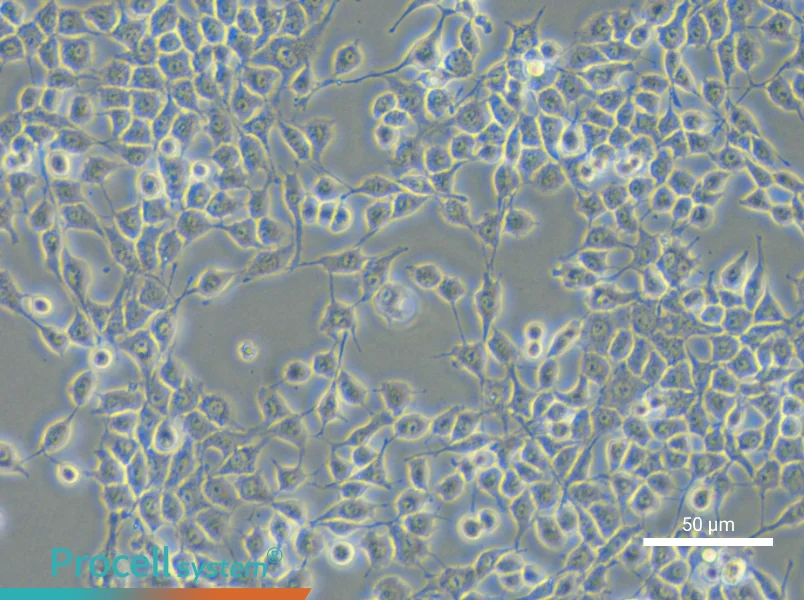 RSC96 Cell Complete Medium - small - 4