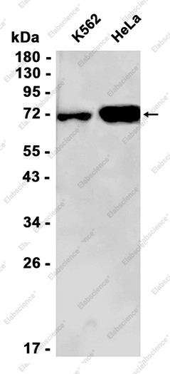 Recombinant Lamin B Receptor Monoclonal Antibody - 1