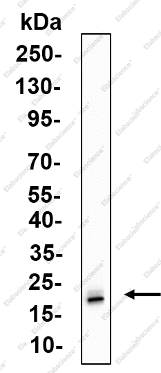 Recombinant Calmodulin 1/2/3 Monoclonal Antibody - 1