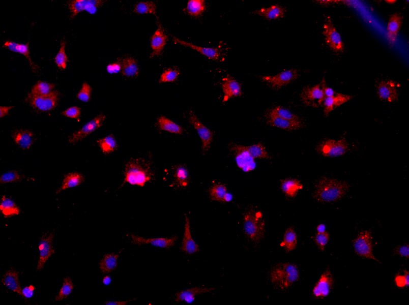 Rat Microglia Cell Complete MediumRat Microglia Cell Complete Medium - 2