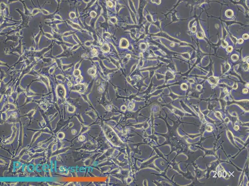 K7M2 wt [K7M2-WT] Cell Complete Medium - 5