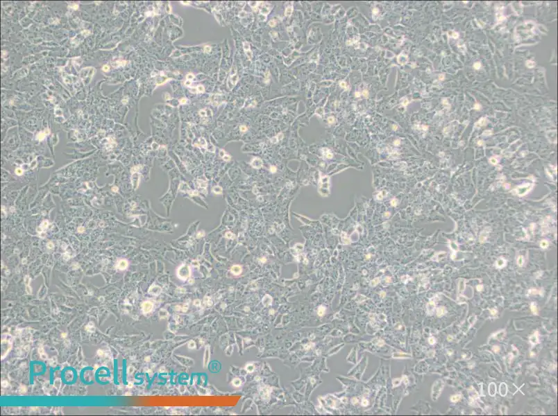 UMR-106 Cell Complete Medium - 2