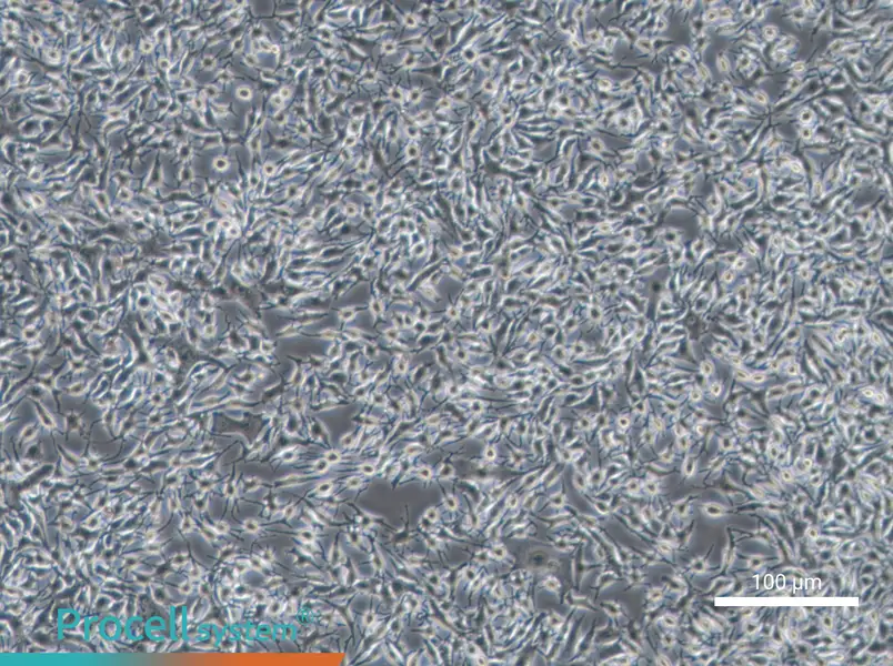 B16-F1 Cell Complete Medium - 1