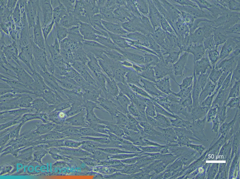 Porcine Preadipocyte Complete Medium - 4