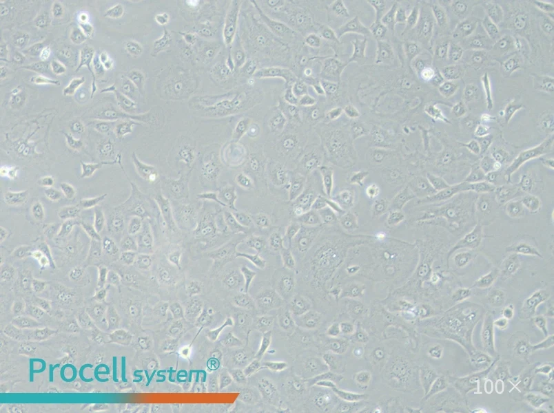 NRK-52E Cell Complete Medium - 1