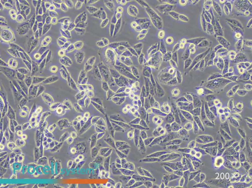 AA8 Cell Complete Medium - 6