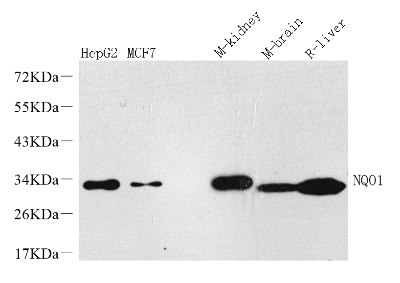 Western Blot analysis of various samples using NQO1 Polyclonal Antibody at dilution of 1:1000.