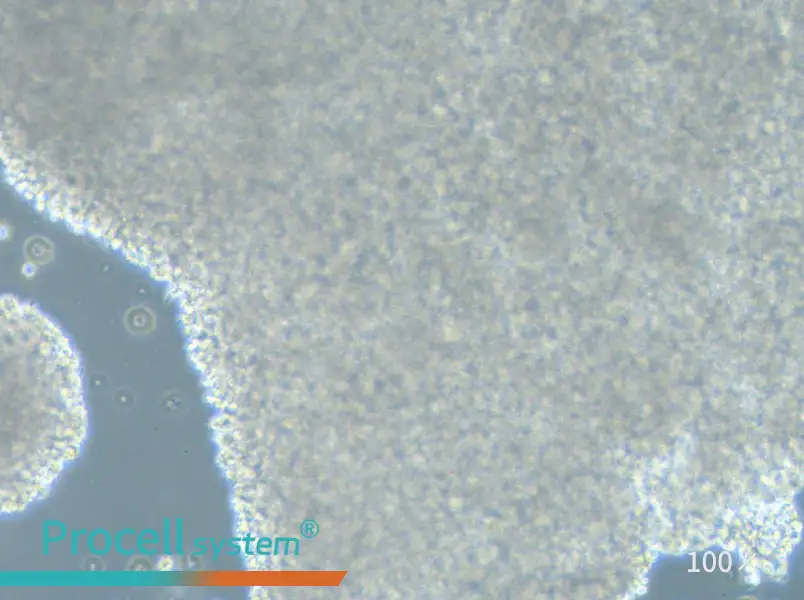 HH [Human lymphoma] Cell Complete Medium - 1