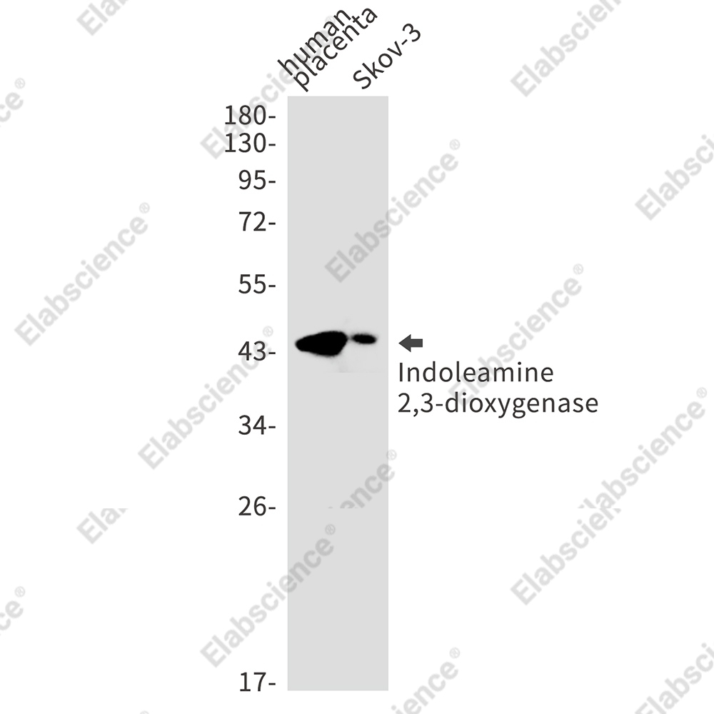 Recombinant Indoleamine 2,3-dioxygenase Monoclonal Antibody - 1