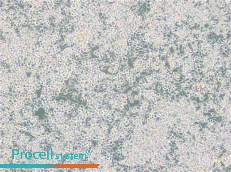 MIA PaCa-2 Cell Complete Medium - 2