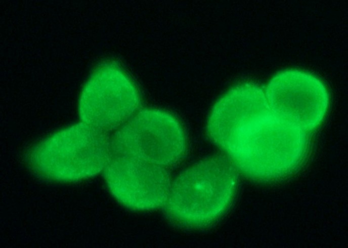 Recombinant CEACAM1/CD66a Monoclonal Antibody - small - 2