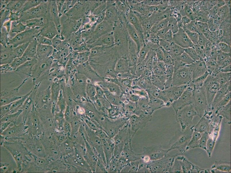 PED Cell Complete Medium - small - 4