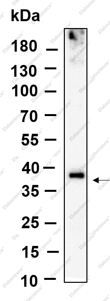 Recombinant BNI3L Monoclonal Antibody - 1