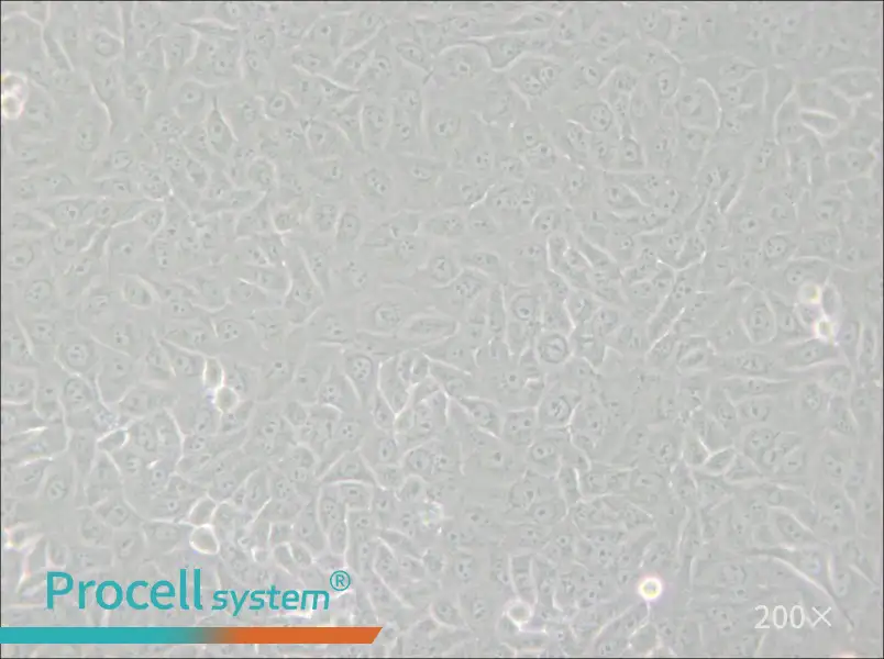 Mahlavu Cell Complete Medium - small - 6