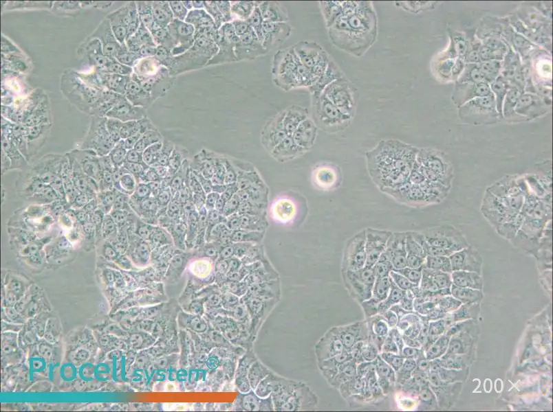 NCI-H1437 Cell Complete Medium - small - 4