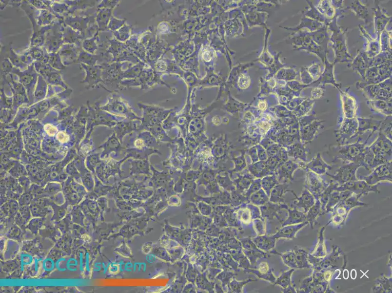 HePa1-6-LUC Cell Complete Medium - 4